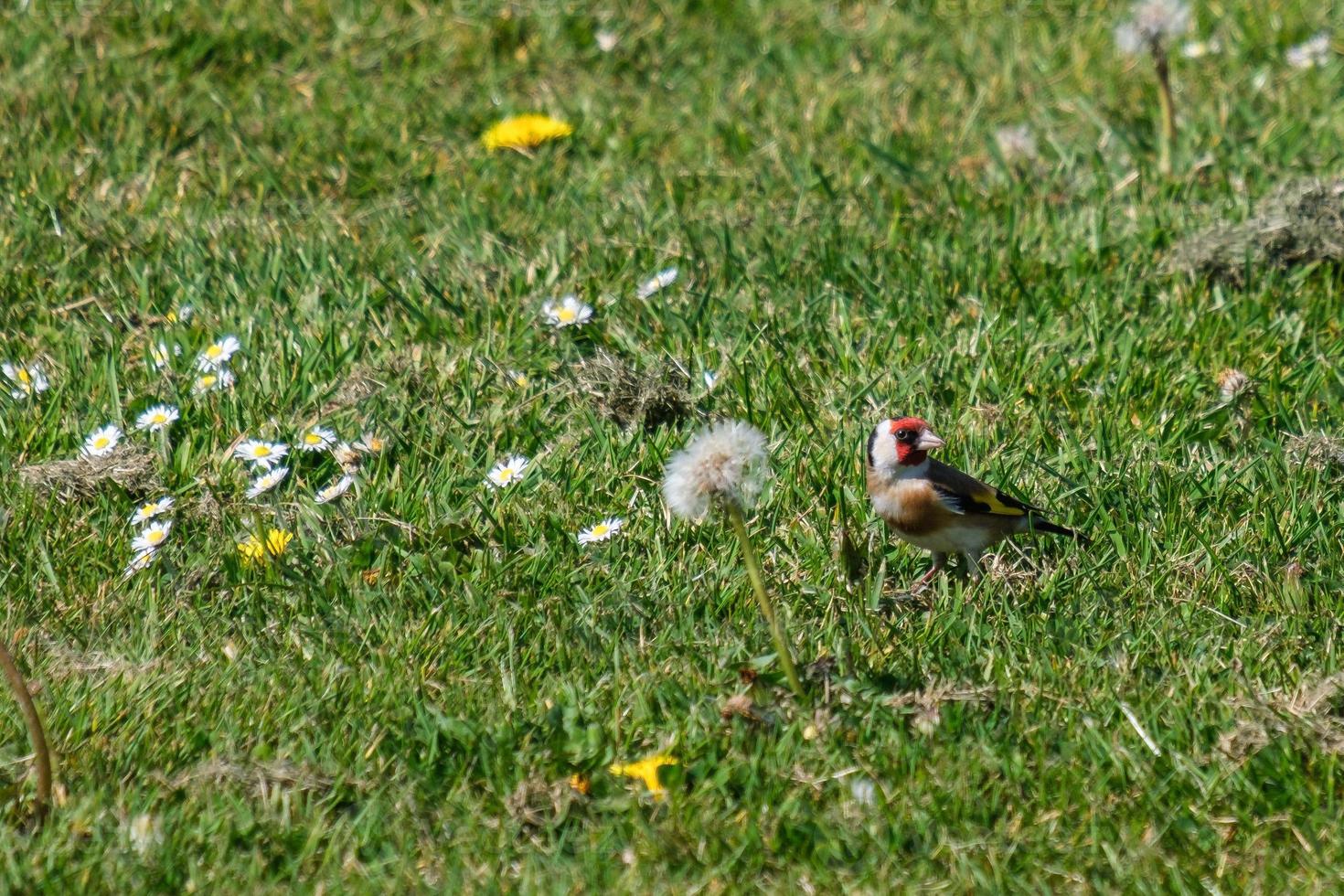 European Goldfinch Carduelis carduelis Victoria Park Northern Ireland UK photo