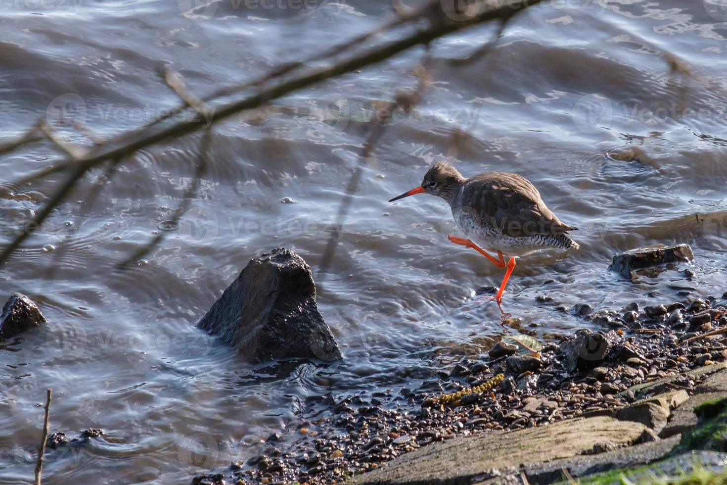 Archibebe común Tringa río Totanus Lagan Belfast, Reino Unido foto