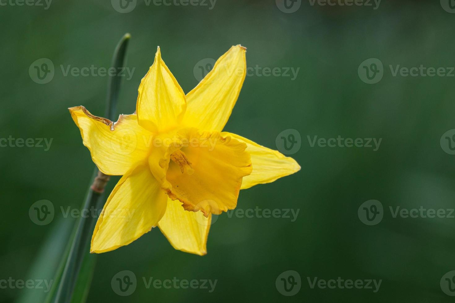 Narciso jardín botánico de Belfast, Irlanda del Norte, reino unido foto