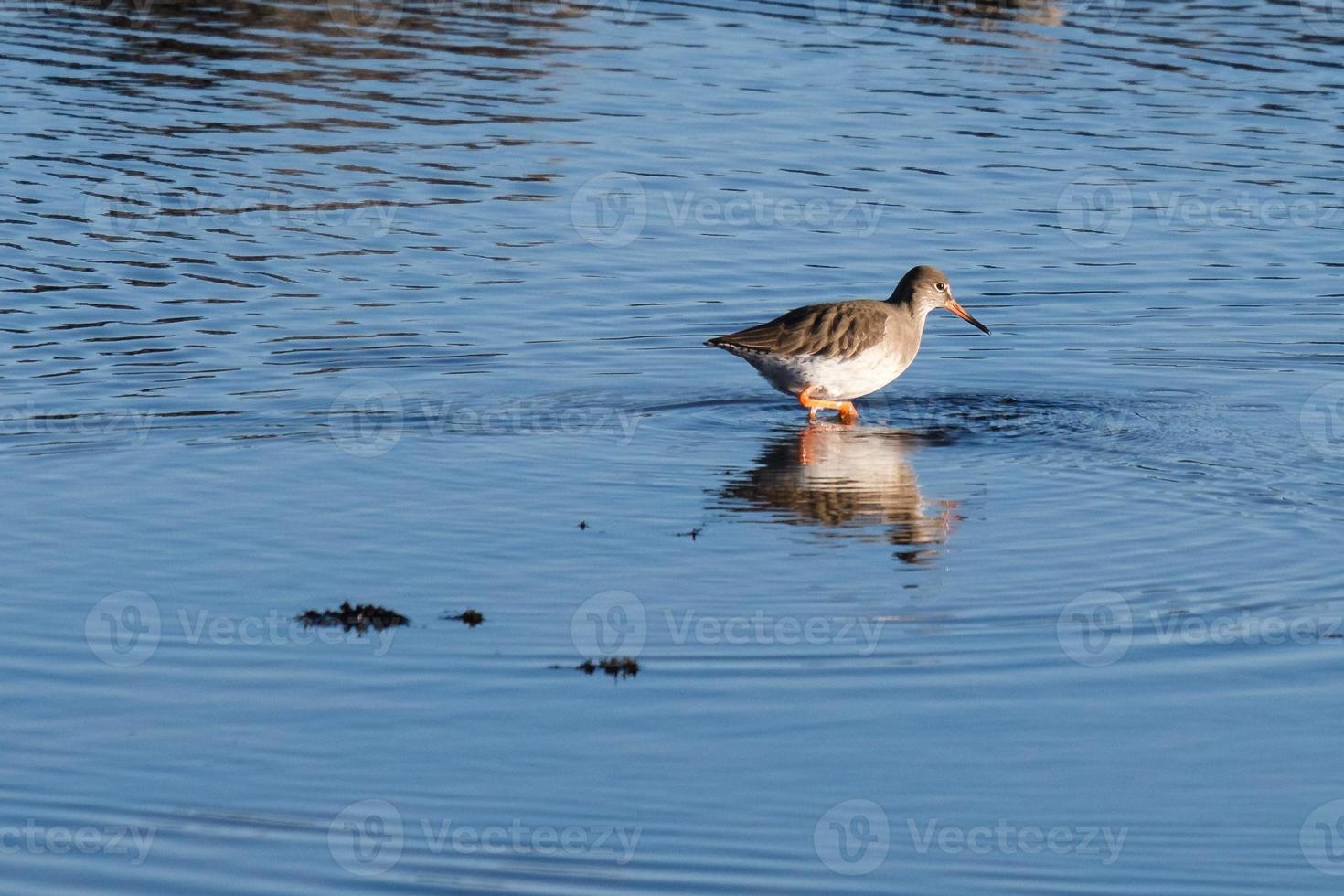 Common Redshank Tringa totanus Whiteabbey Belfast Northern Ireland UK photo