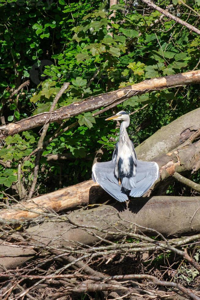 Grey Heron Ardea cinerea Lagan River Belfast Northern Ireland UK photo