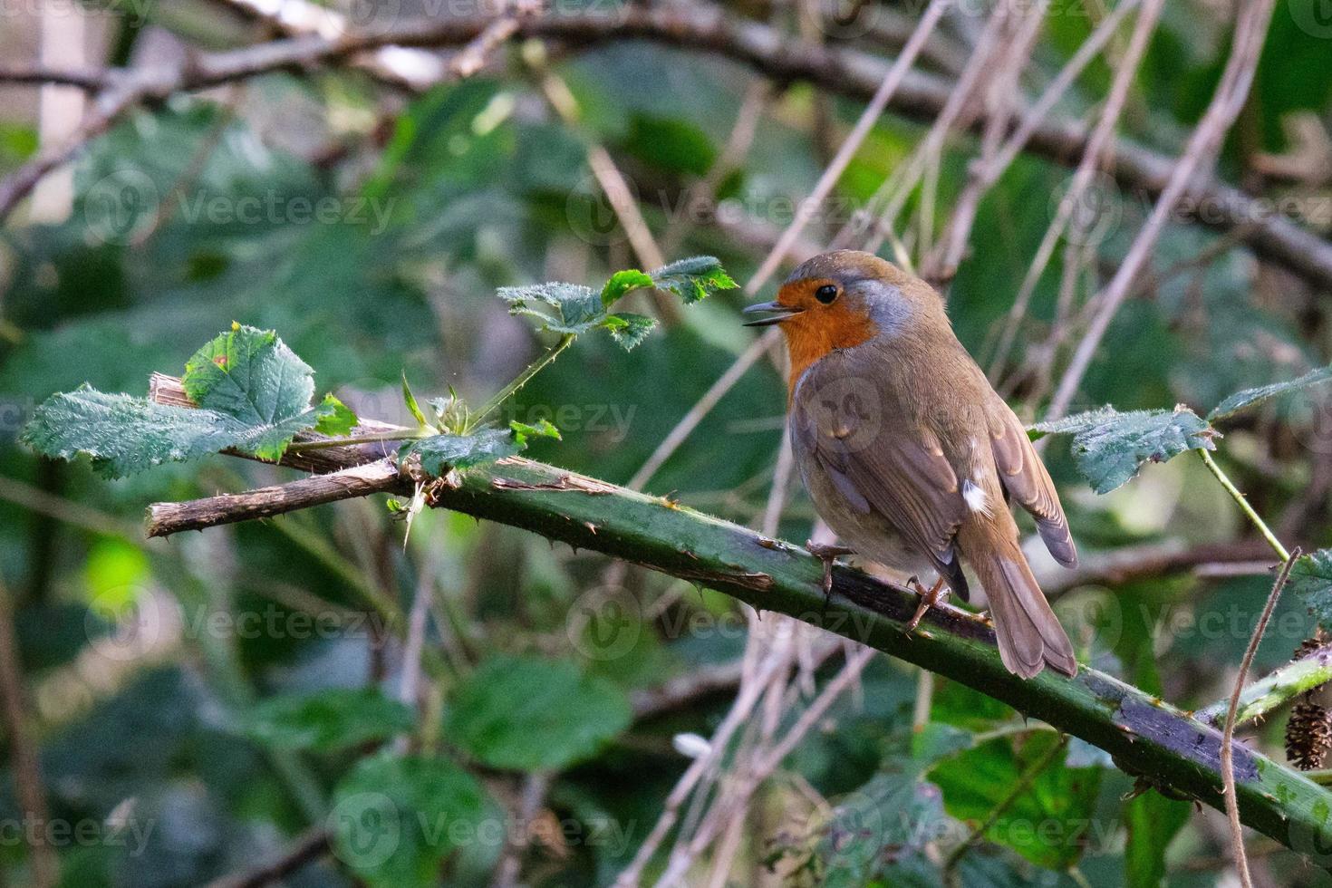 Petirrojo europeo Erithacus rubecula río Lagan Belfast, Irlanda del Norte, Reino Unido foto