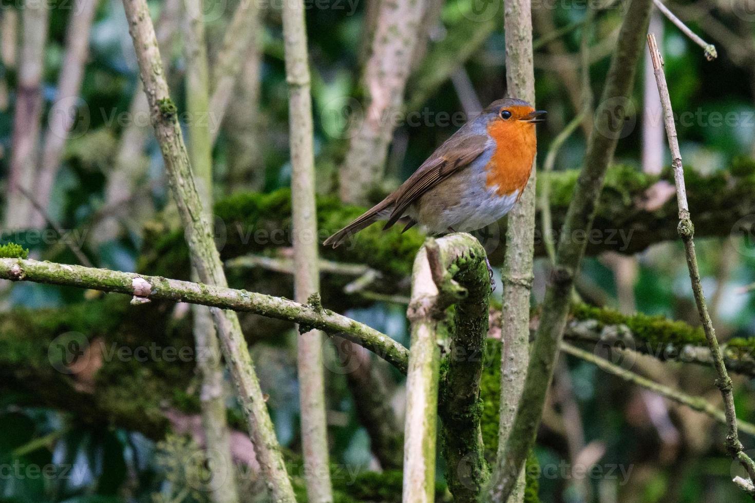 European Robin Erithacus rubecula Lagan River Belfast Northern Ireland UK photo