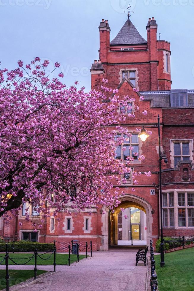 Cerezo japonés Prunus serrulata Queens University Belfast, Irlanda del Norte, Reino Unido foto