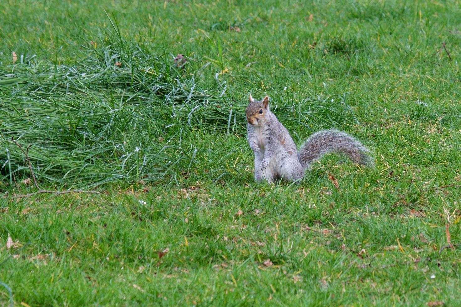 Eastern Gray Squirrel Sciurus carolinensis Botanical Garden Belfast Northern Ireland UK photo