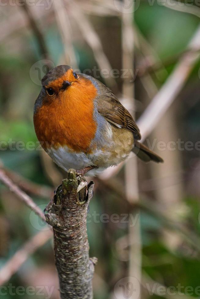 Petirrojo europeo Erithacus rubecula río Lagan Belfast, Irlanda del Norte, Reino Unido foto