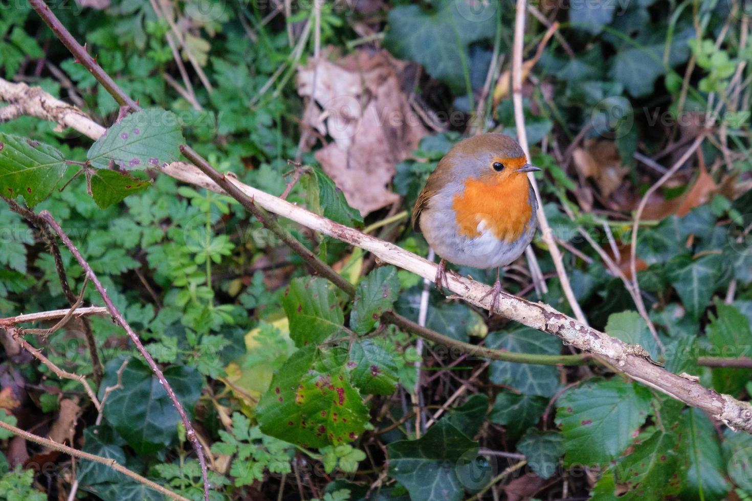 European Robin Erithacus rubecula Lagan River Belfast Northern Ireland UK photo