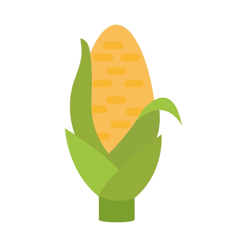 agriculture and farming corn cob food grain flat icon style vector