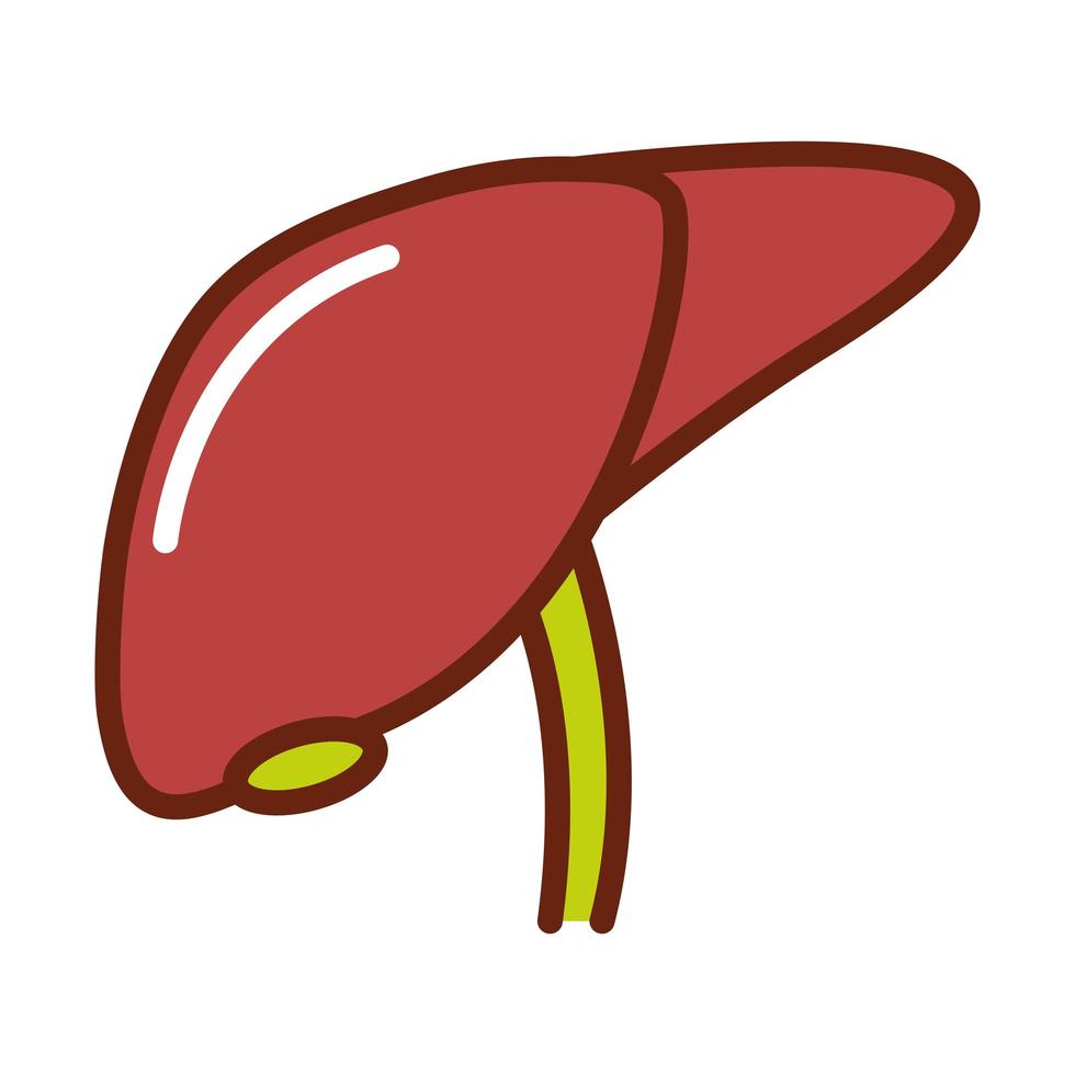 human body liver anatomy organ health line and fill icon vector
