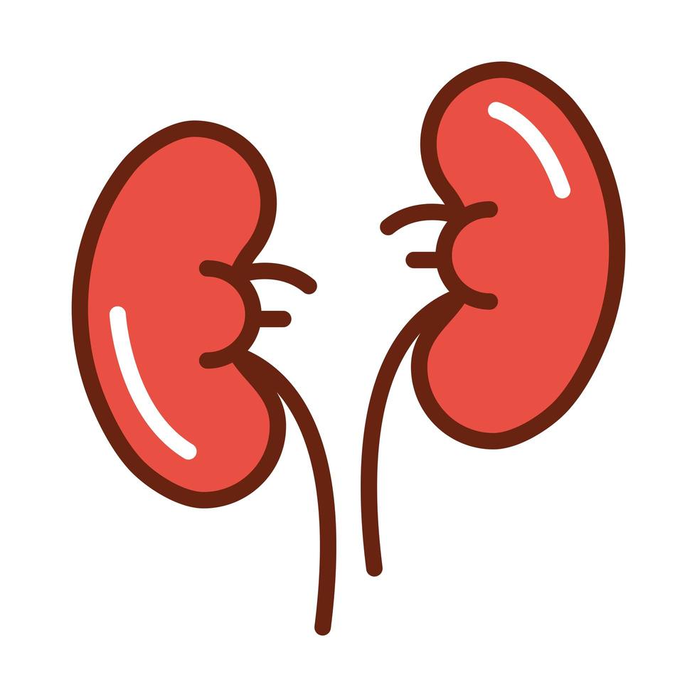 human body kidneys anatomy organ health line and fill icon vector