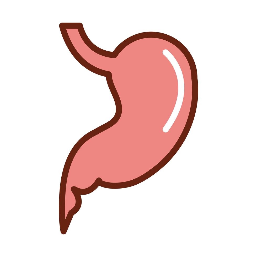 human body stomach anatomy organ health line and fill icon vector