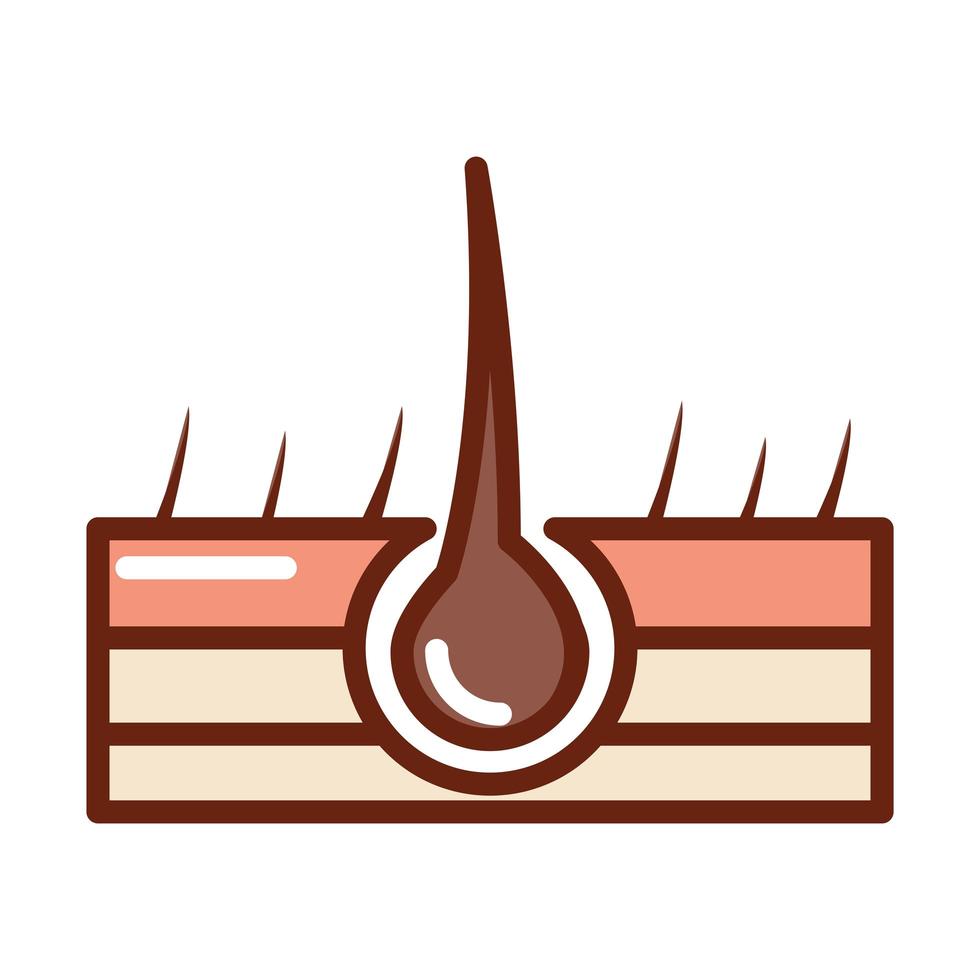 human body structure of the hair follicle anatomy organ health line and fill icon vector