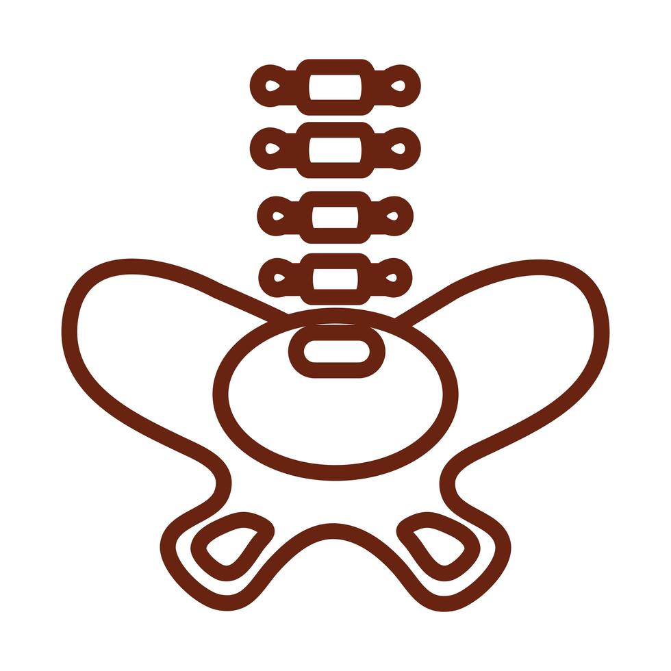 human body pelvis skeleton anatomy organ health line icon style vector