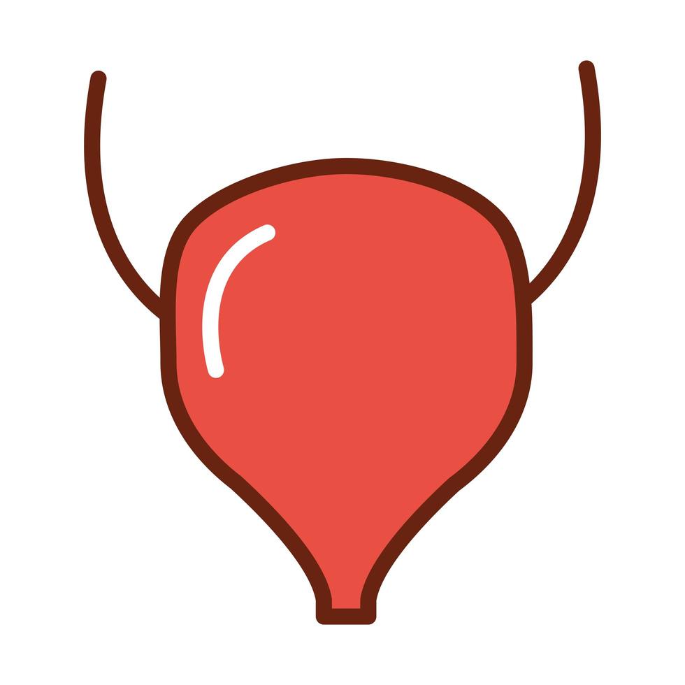 human body bladder anatomy organ health line and fill icon vector