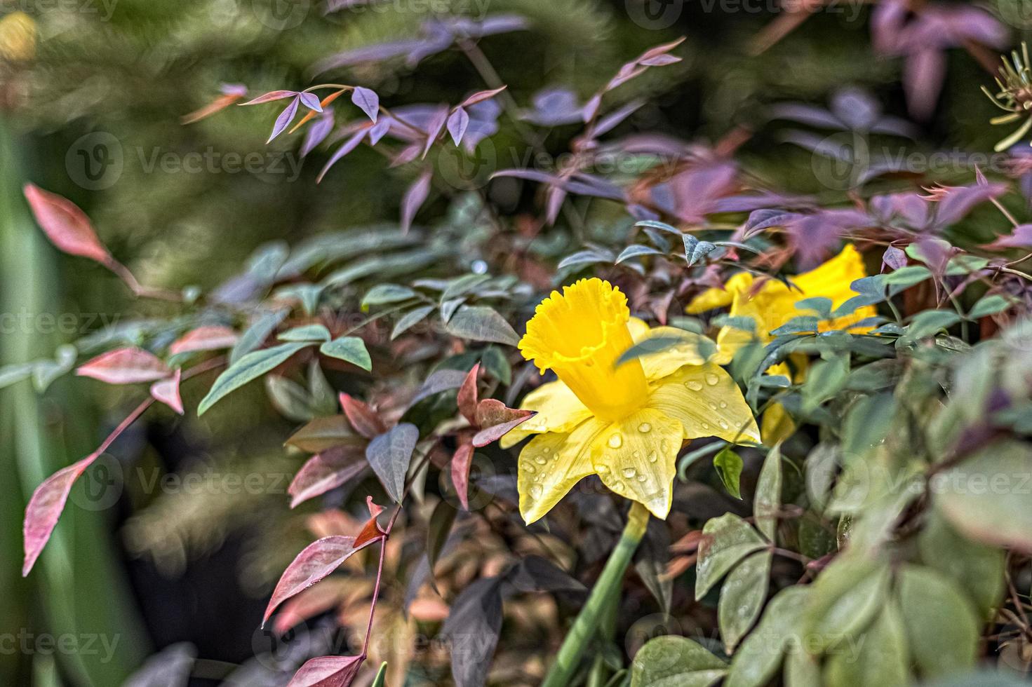 Yellow narcissus in the garden. Spring. Blooming flowers. photo