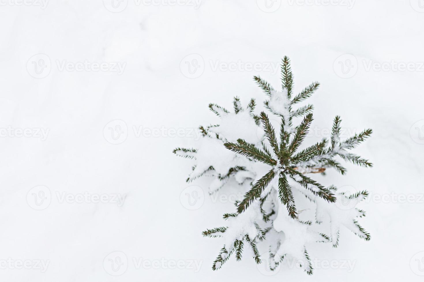 A small snow-covered Christmas tree appears from under the snow in the forest. Christmas holidays photo