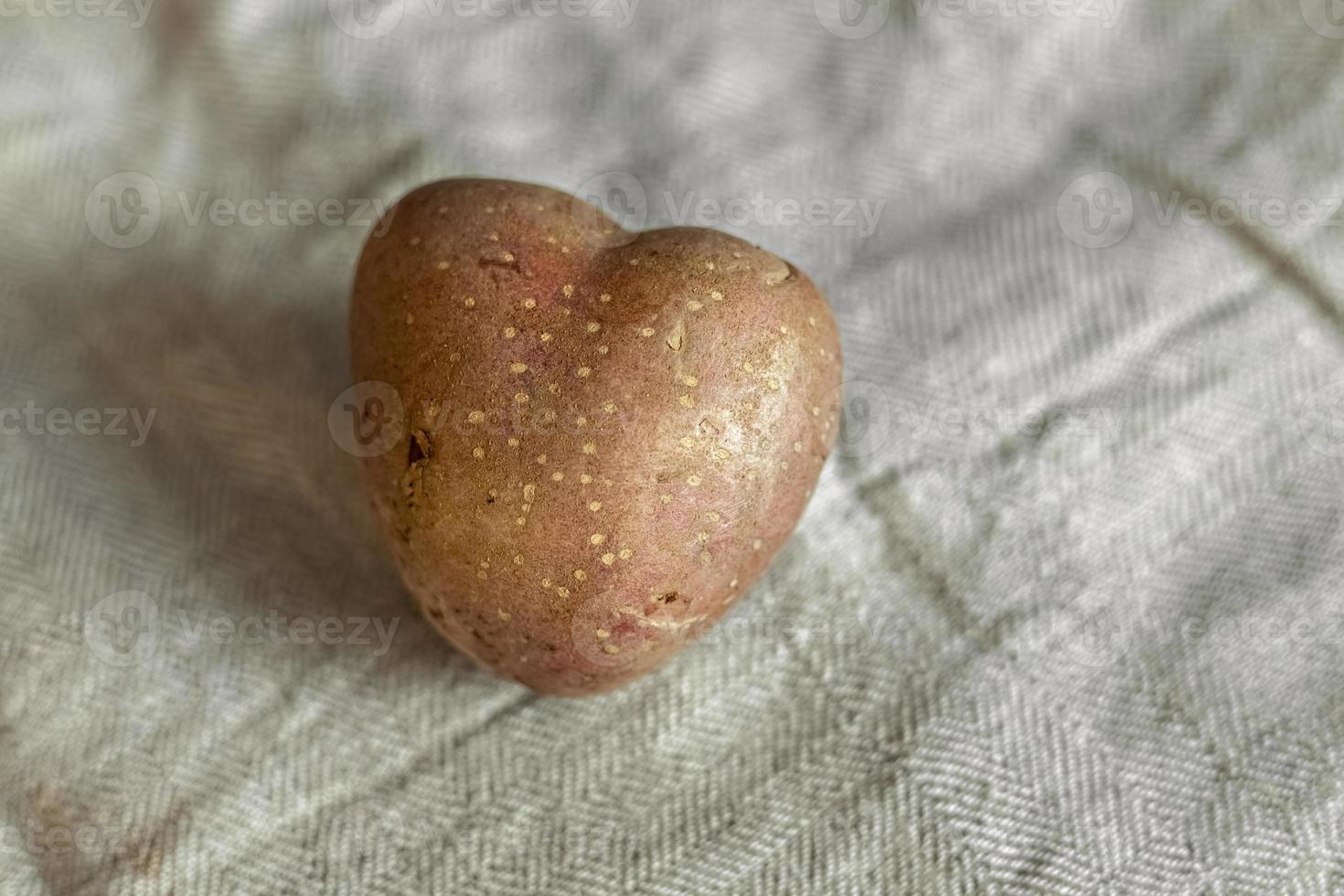 patatas en forma de corazón sobre un fondo de lino. el concepto de agricultura, cosecha, vegetarianismo. día de San Valentín. comida cuadrada y fea. foto