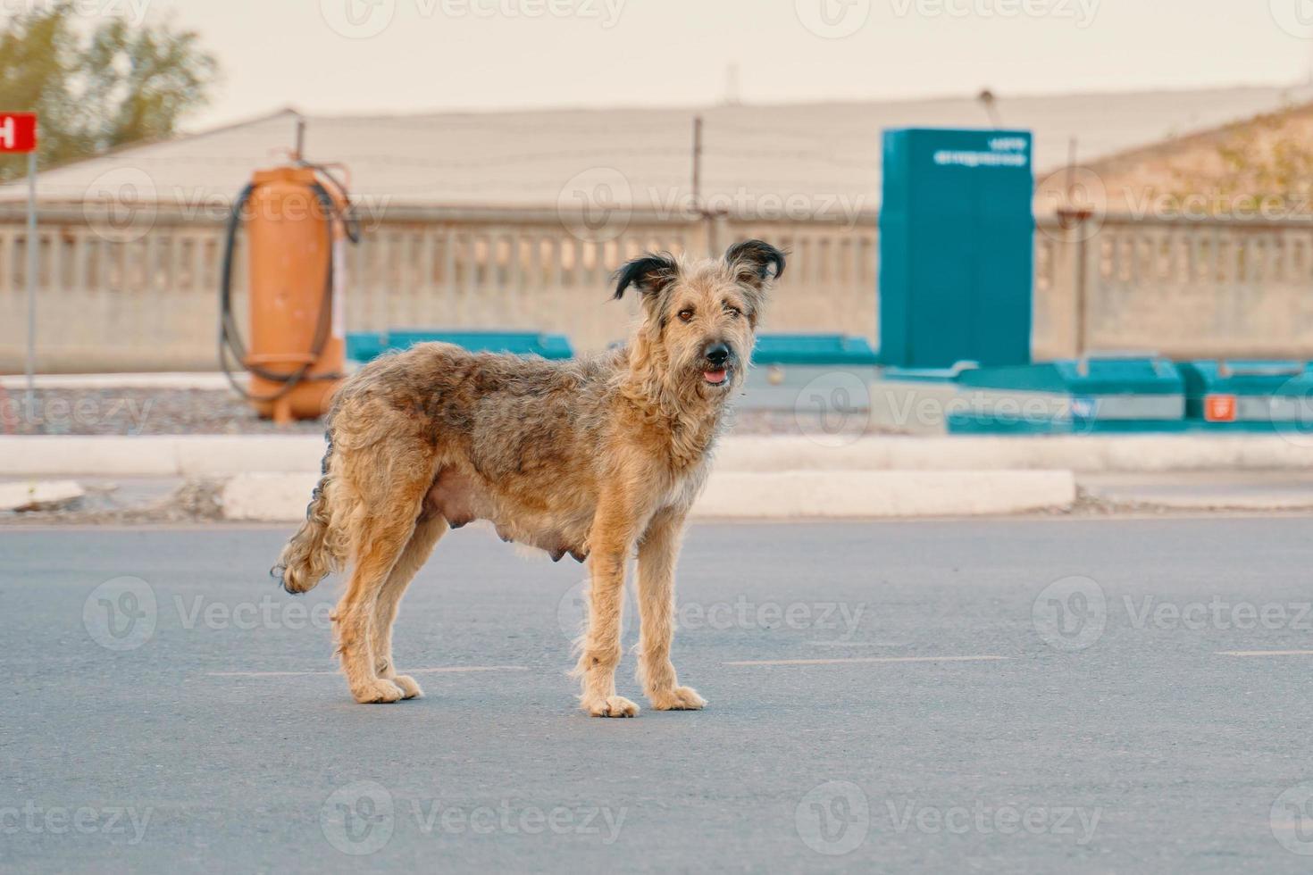 An abandoned, stray dog is standing in the street. photo