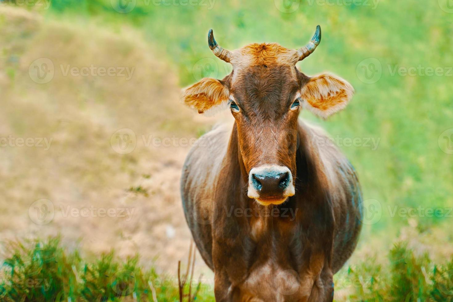 Bull grazing in a field, portrait. photo