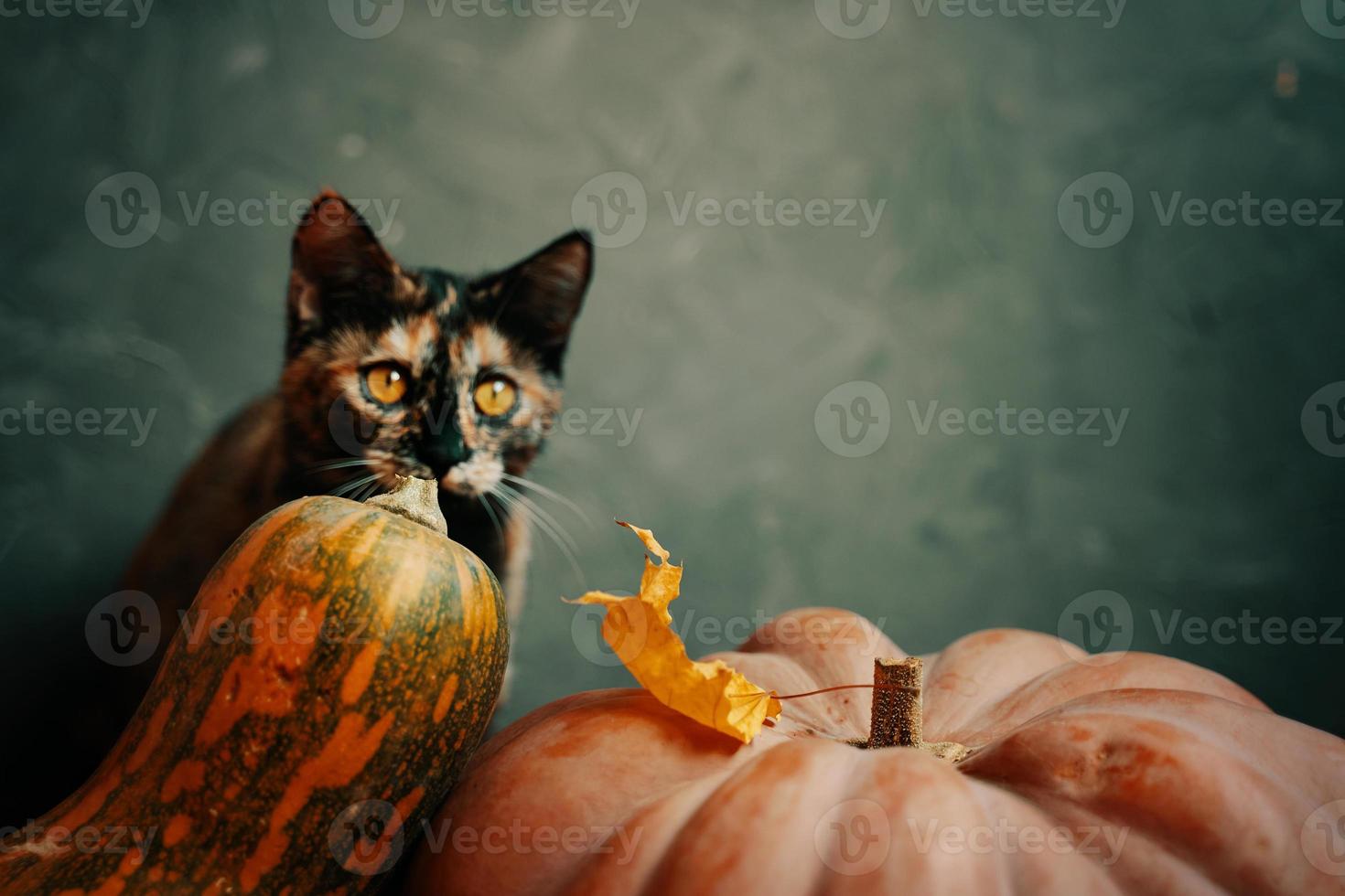 composición de otoño con un gato y calabazas sobre un fondo verde. foto