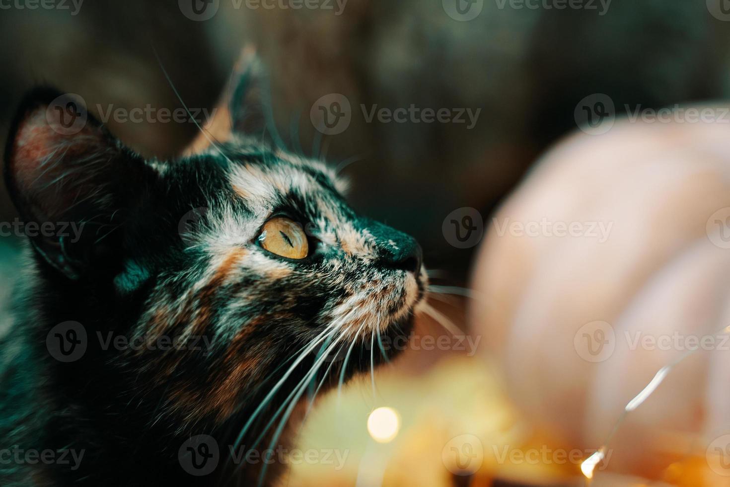 lindo gato curioso, calabaza y luces. foto