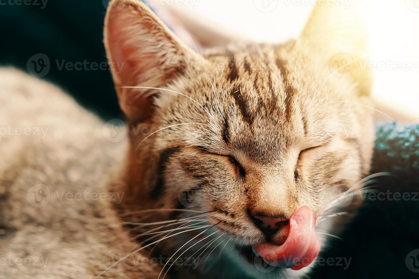 Striped lazy cat is licking its lips. photo