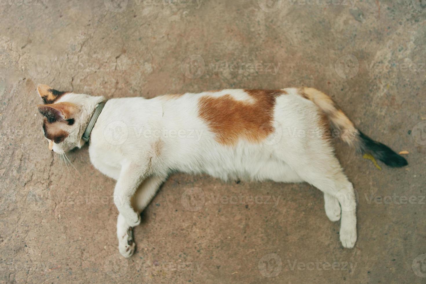 Cute white cat resting on the ground. photo