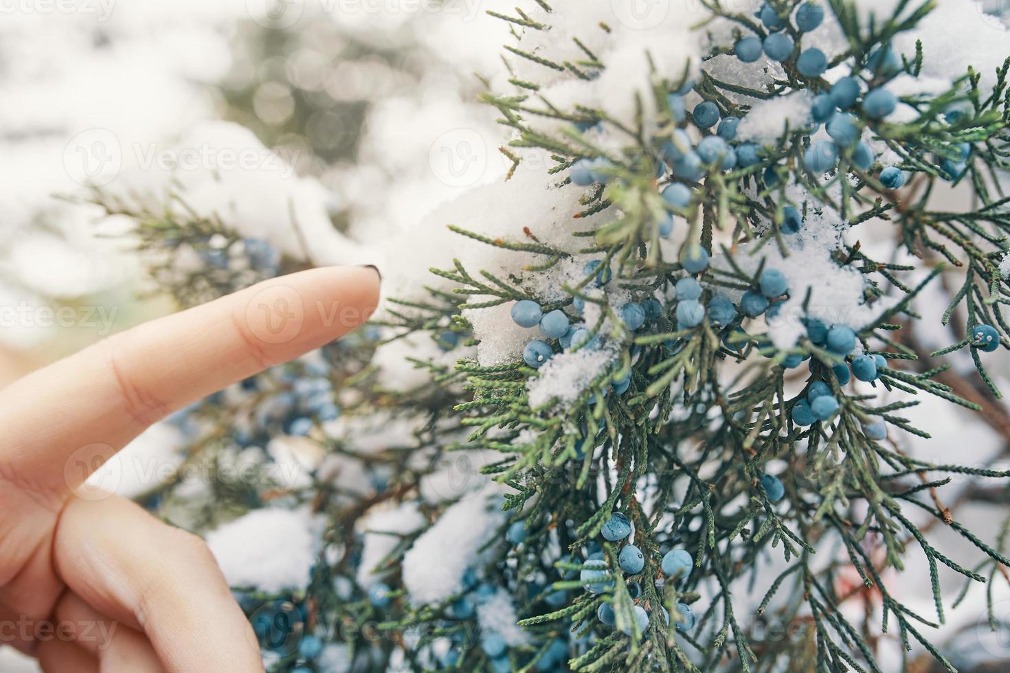 Woman's finger reaches for juniper berries. photo