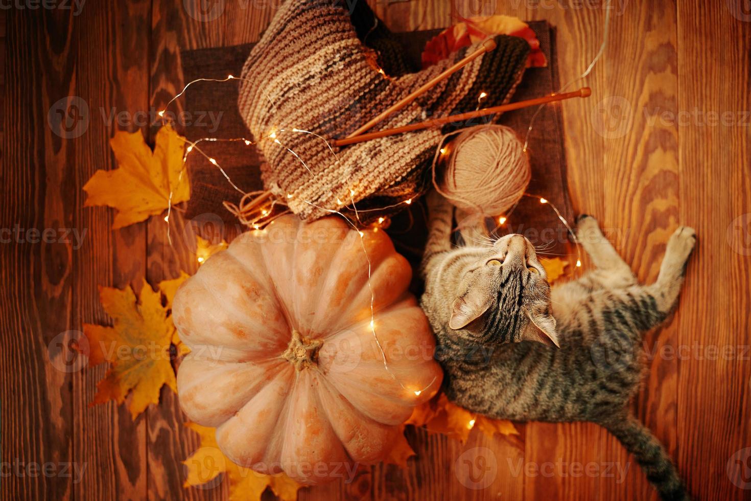 un gato atigrado junto a una calabaza madura, hojas de otoño y una bufanda tejida foto