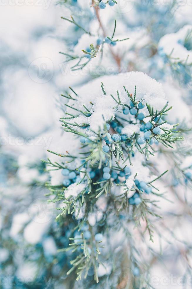 ramas de pino y bayas en la nieve. foto