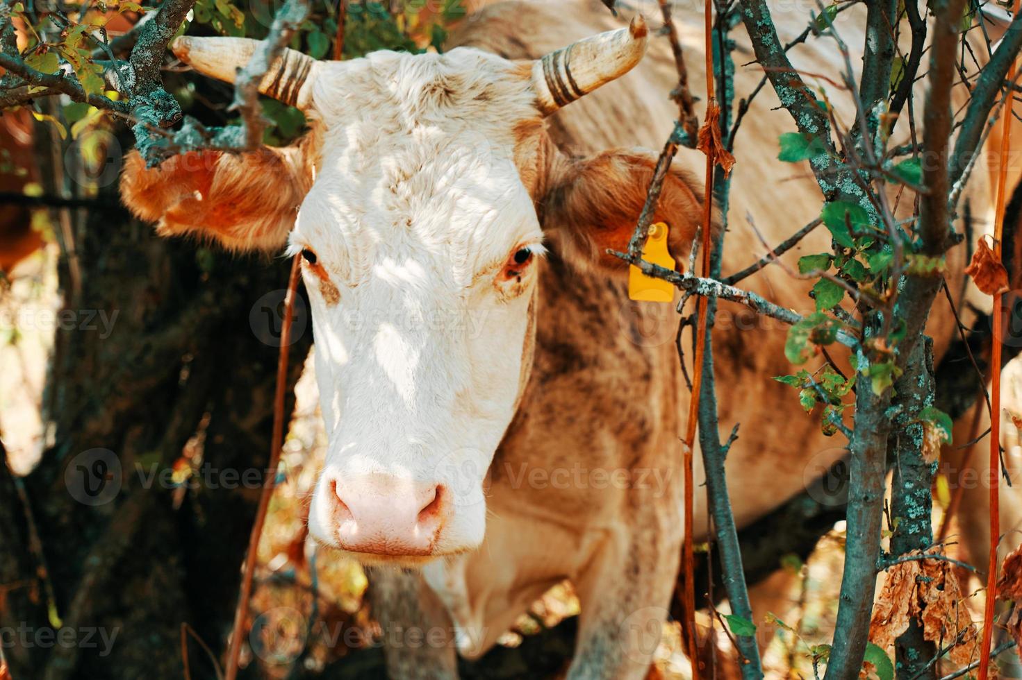 Bovine was stuck in the trees. photo