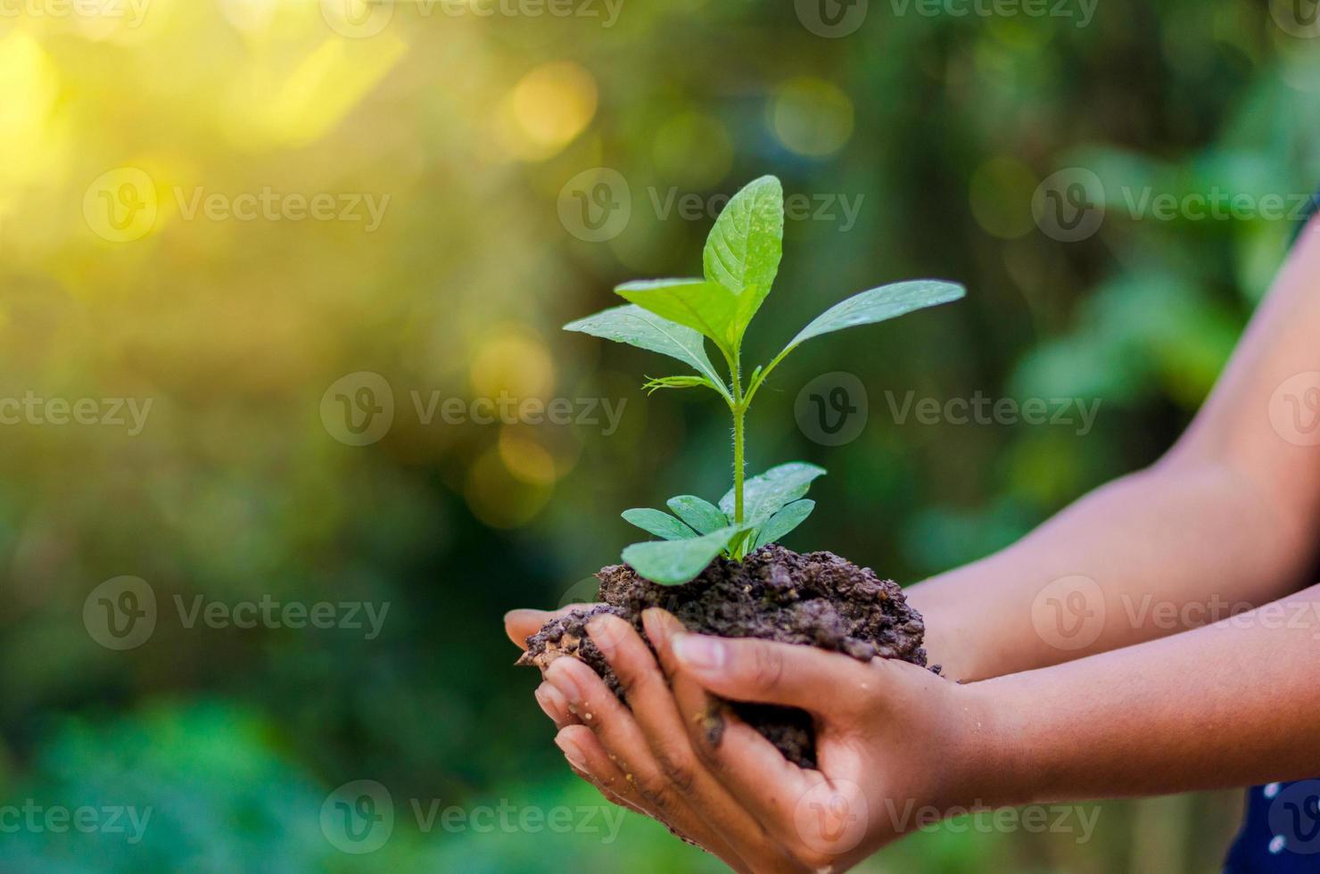 en manos de árboles que crecen plántulas. Bokeh de fondo verde mano femenina sosteniendo el árbol en el campo de la naturaleza concepto de conservación de bosques de hierba foto