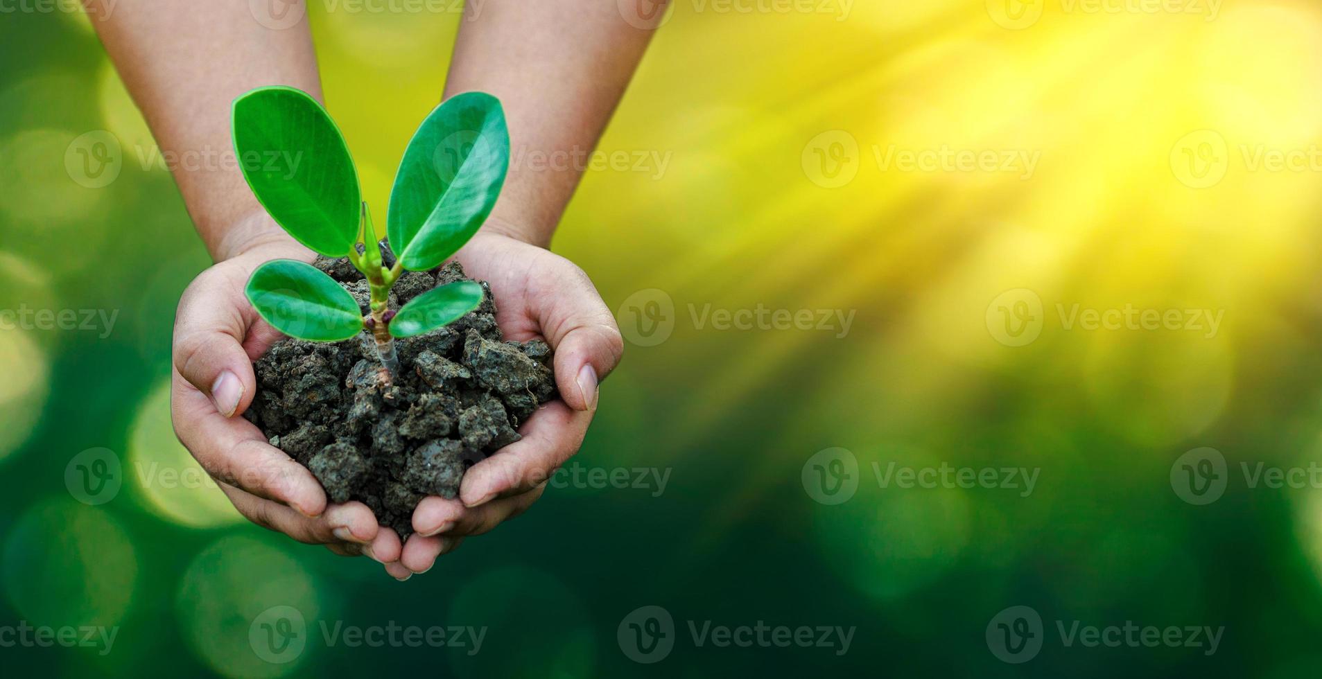 medio ambiente día de la tierra en manos de árboles que cultivan plántulas. Bokeh de fondo verde mano femenina sosteniendo el árbol en el campo de la naturaleza concepto de conservación de bosques de hierba foto