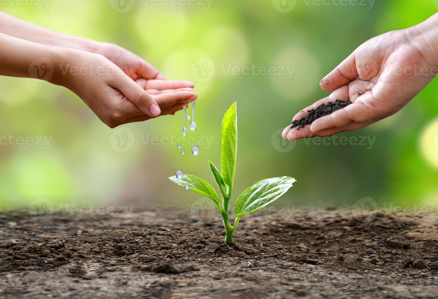 hand Watering plants tree mountain green Background Female hand holding tree on nature field grass Forest conservation concept photo