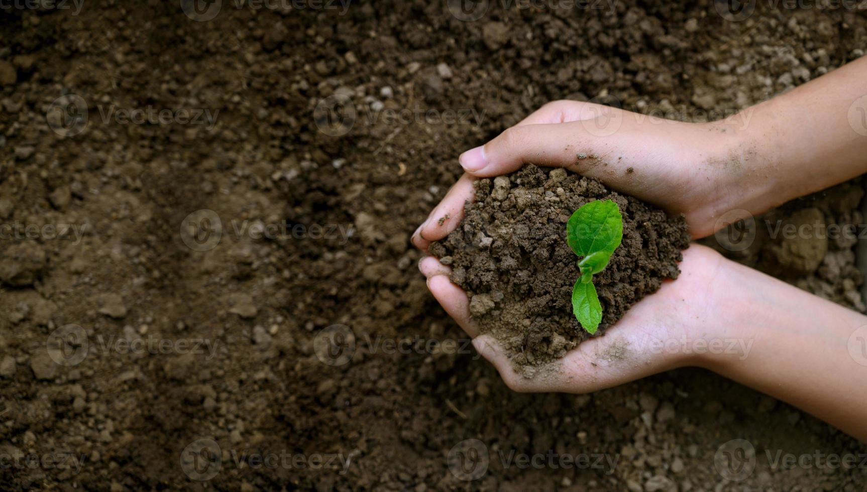 medio ambiente día de la tierra en manos de árboles que cultivan plántulas. Bokeh de fondo verde mano femenina sosteniendo el árbol en el campo de la naturaleza concepto de conservación de bosques de hierba foto