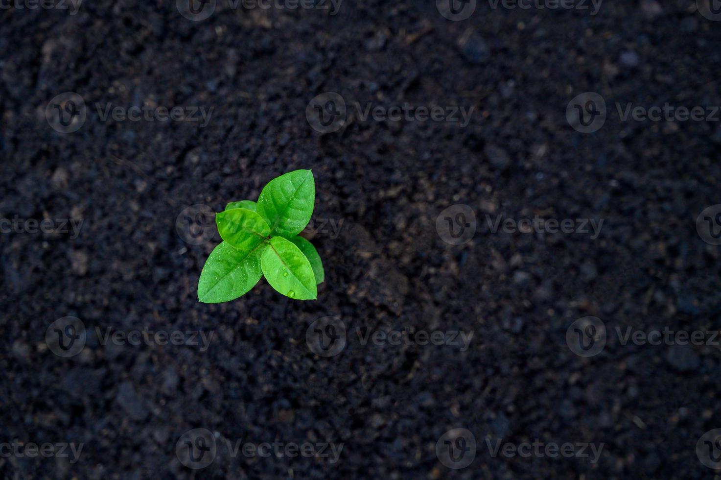 Development of seedling growth Planting seedlings young plant in the morning light on nature background photo