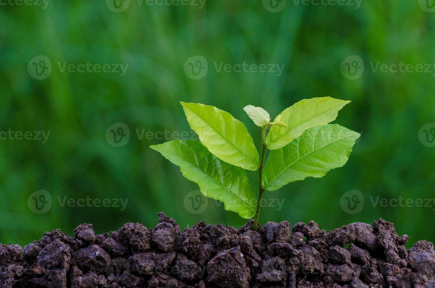 día mundial del medio ambiente plantación de plántulas planta joven a la luz de la mañana sobre fondo de naturaleza foto