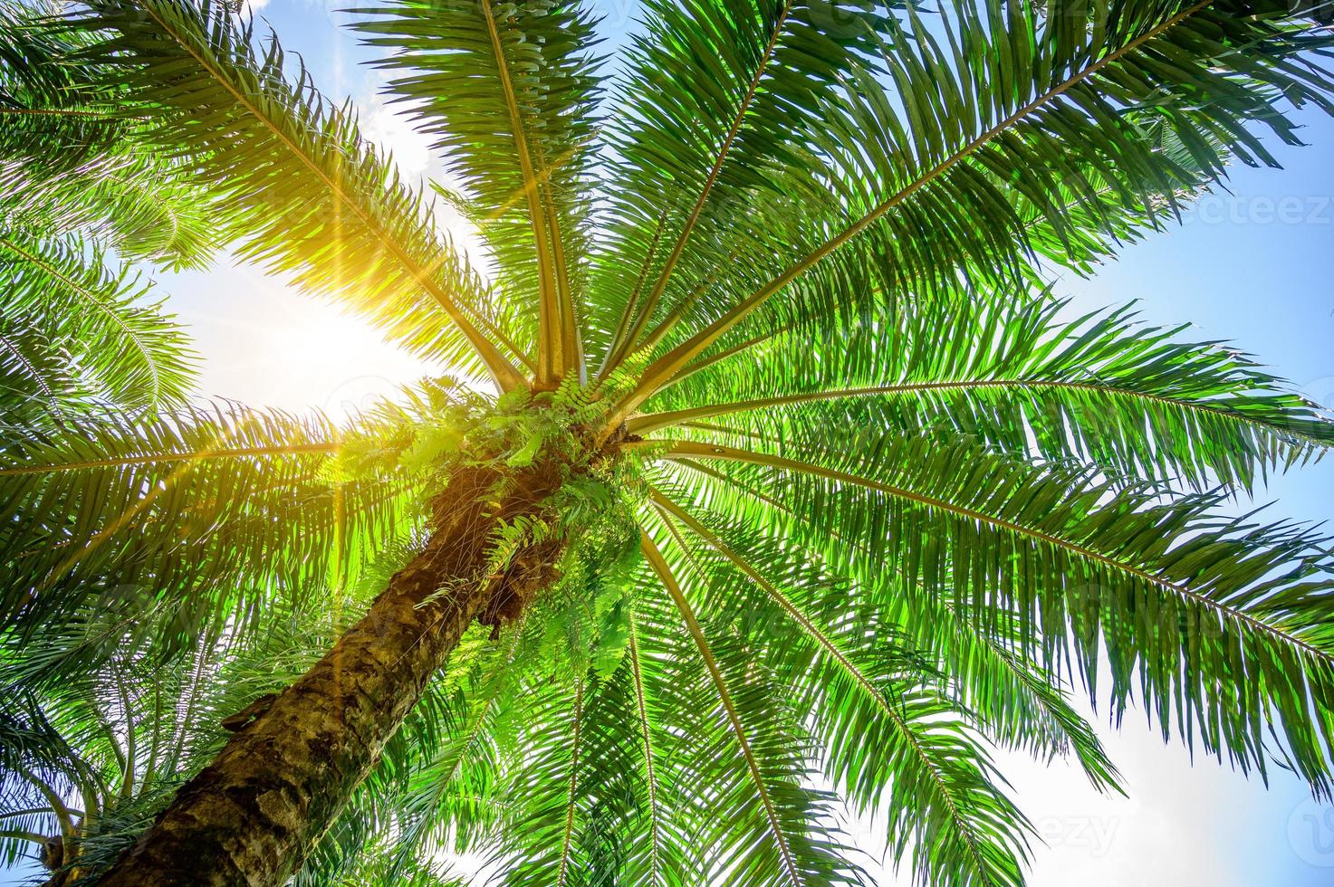 palmera aceite de palma arbustos de hojas verdes con los rayos del sol brillando. foto