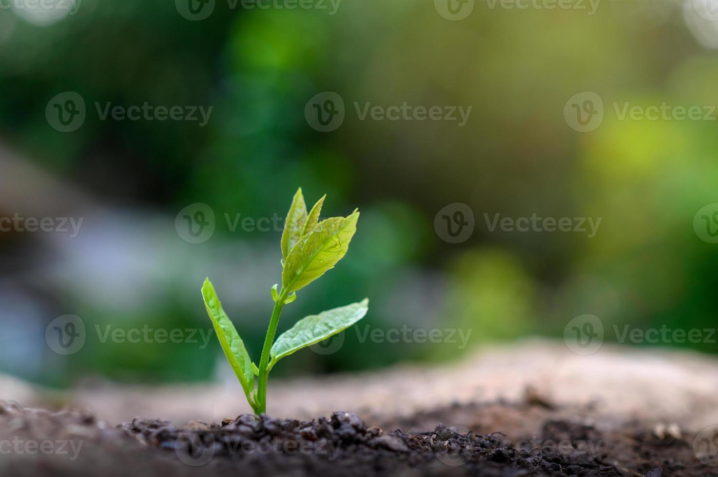 Planting seedlings young plant in the morning light on nature background photo