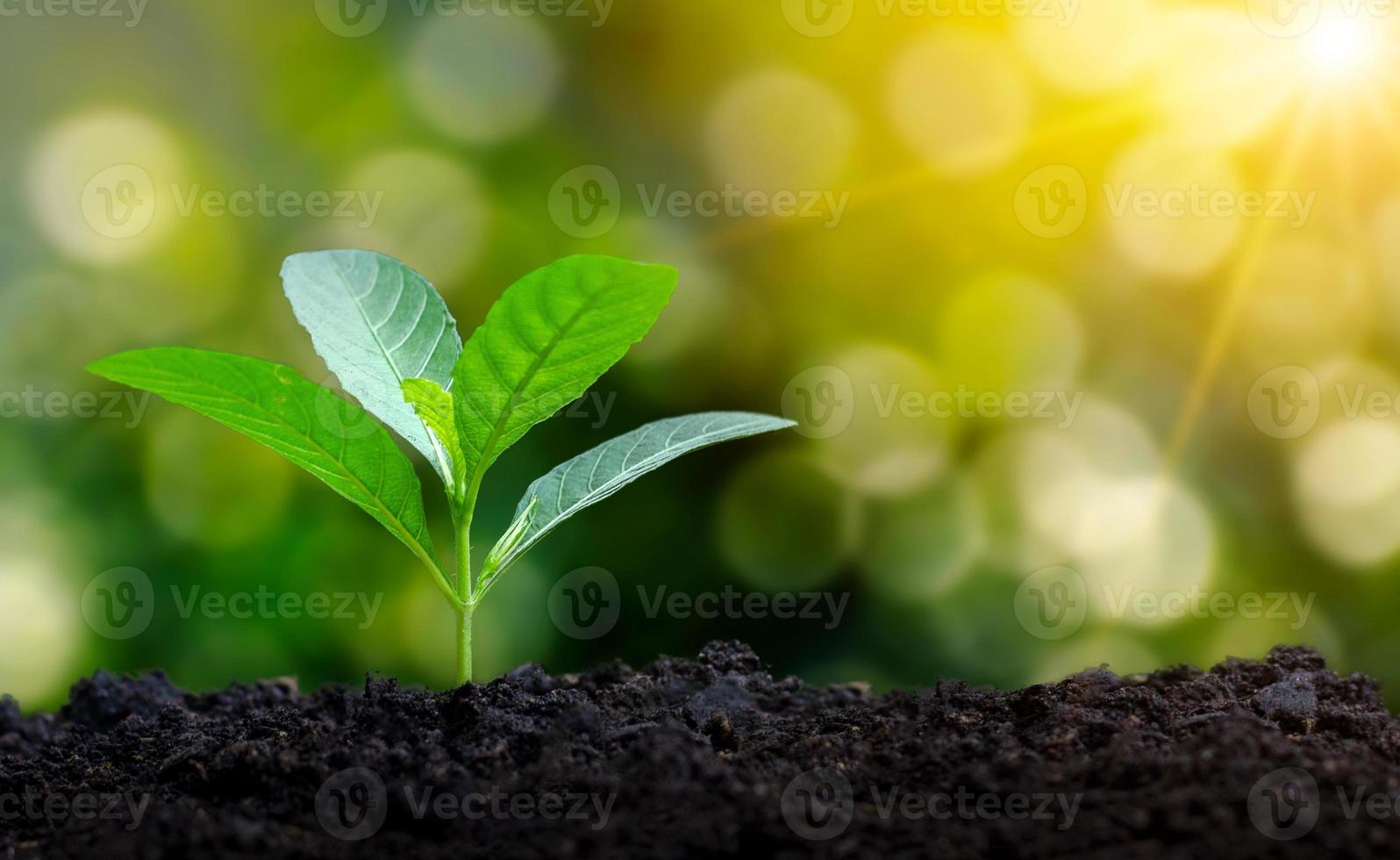 Plantar plántulas de plantas jóvenes en la luz de la mañana sobre fondo de naturaleza foto