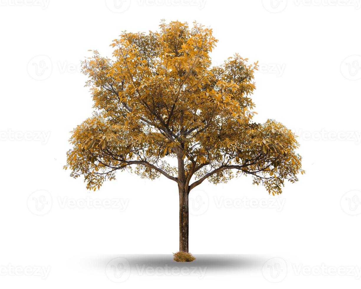 Spring tree Isolated trees on white background Two early photo