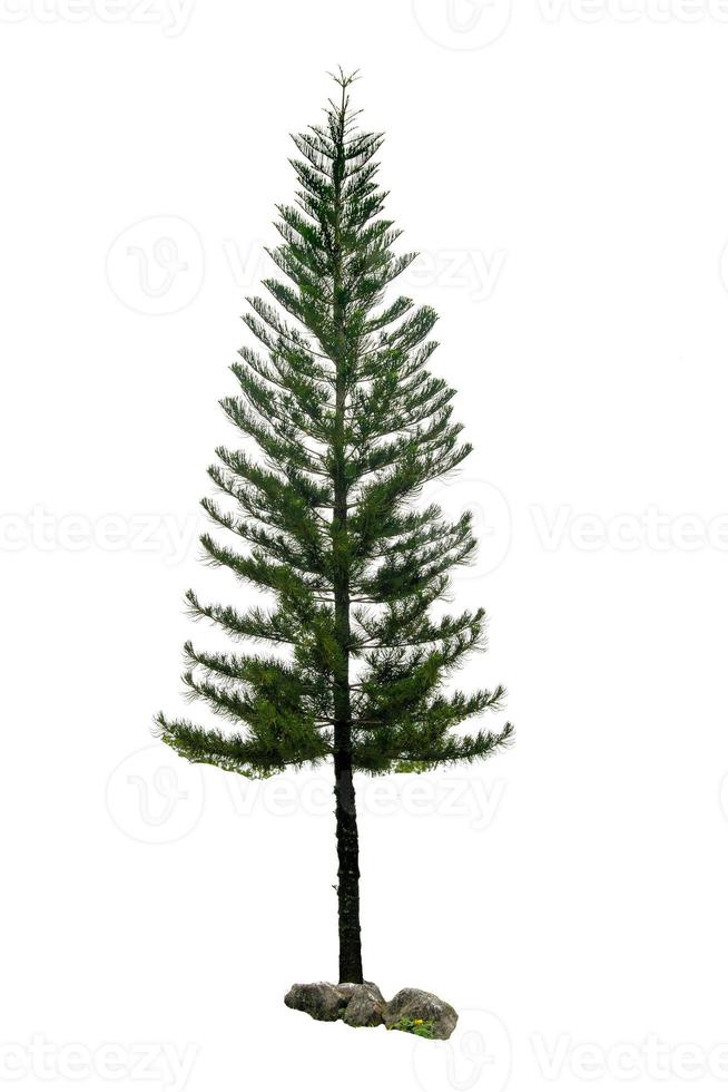 Christmas tree isolated on a white background without any decorations. Pine photo