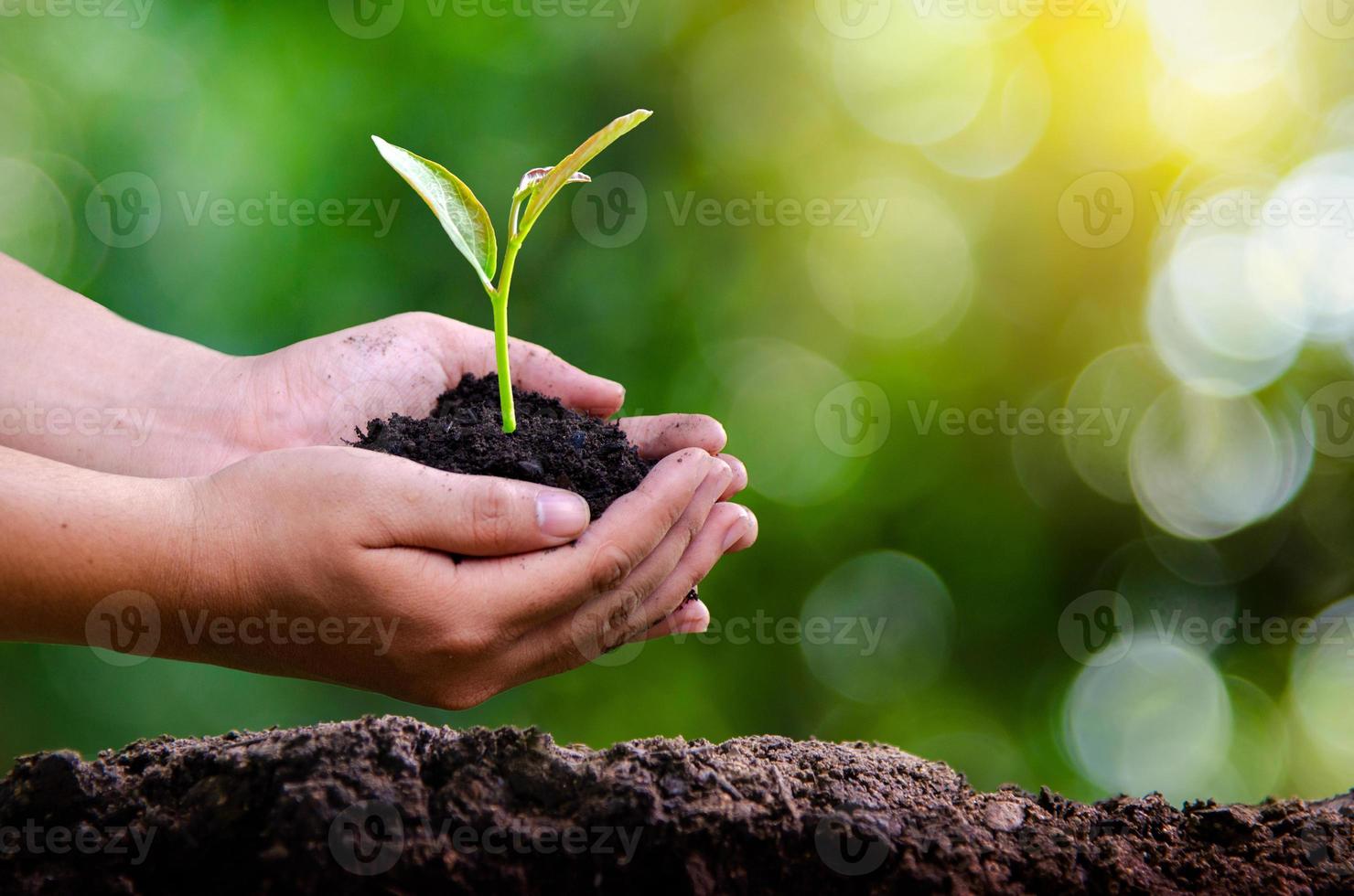 medio ambiente día de la tierra en manos de árboles que cultivan plántulas. Bokeh de fondo verde mano femenina sosteniendo el árbol en el campo de la naturaleza concepto de conservación de bosques de hierba foto