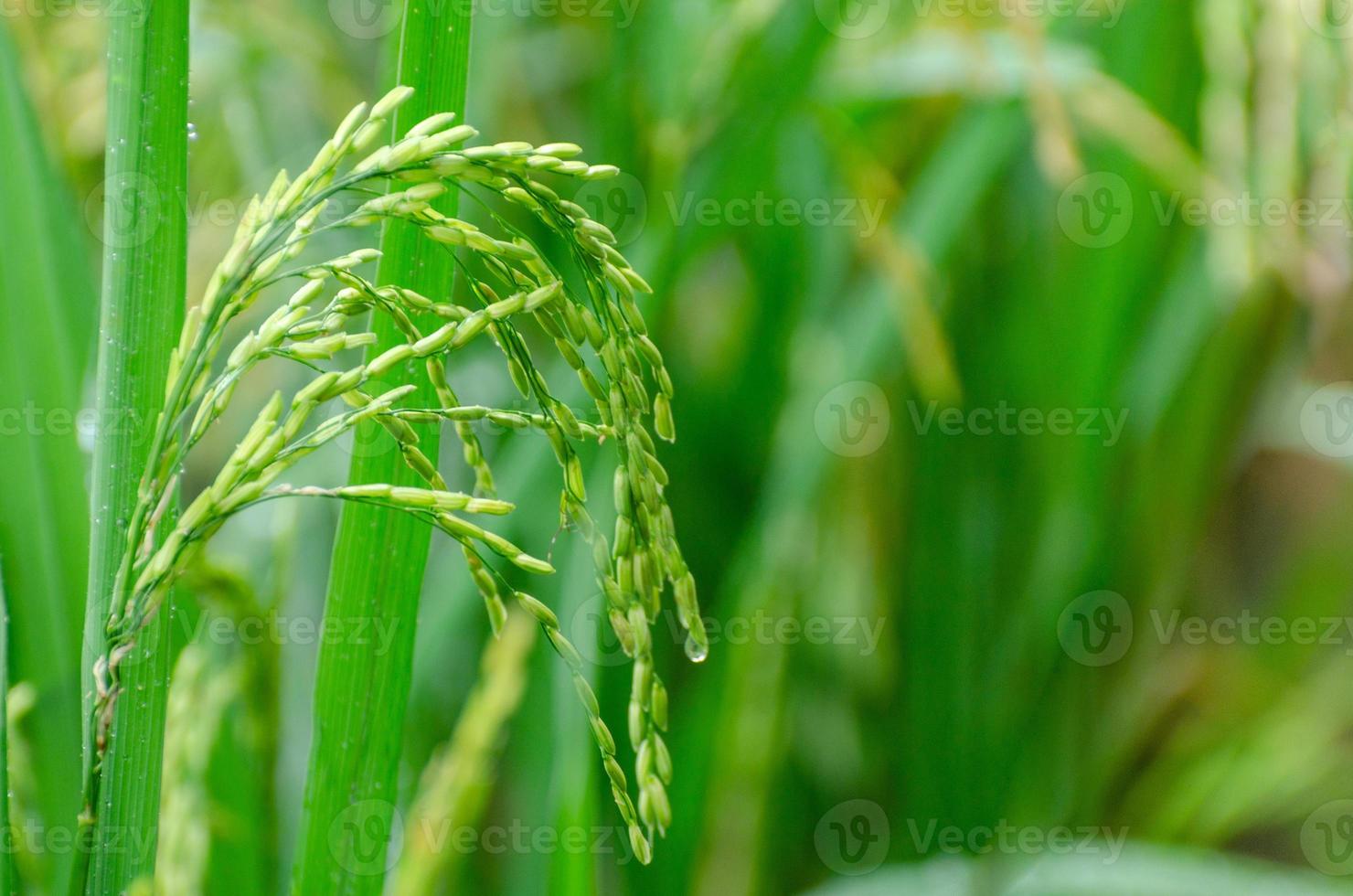 Nearly ripe green rice is in the lush green pasture Close-up photo