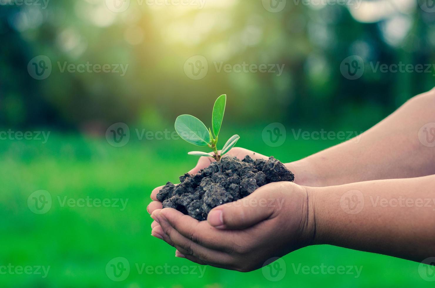 In the hands of trees growing seedlings. Bokeh green Background Female hand holding tree on nature field grass Forest conservation concept photo