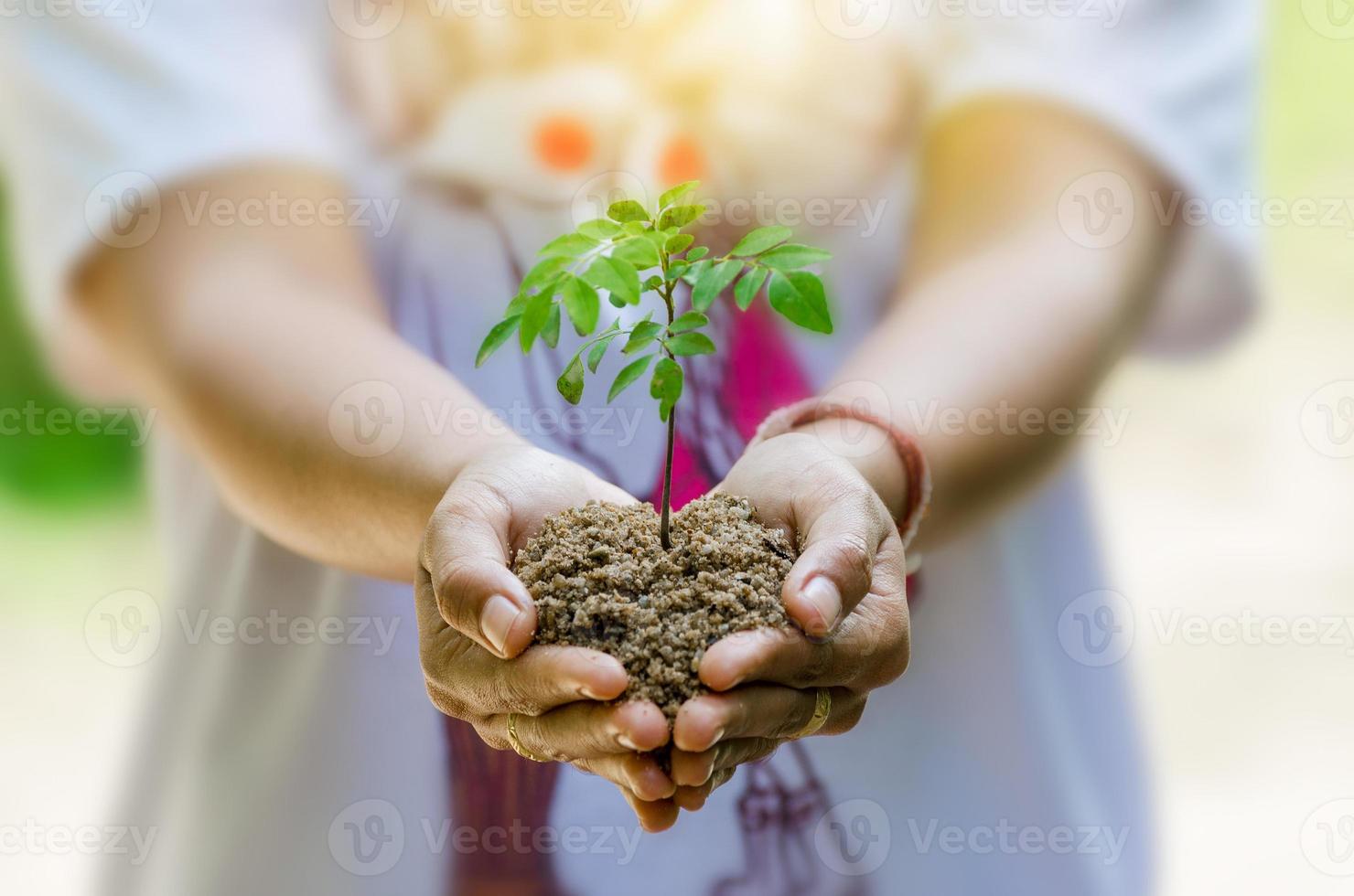 en manos de árboles que crecen plántulas. Bokeh de fondo verde mano femenina sosteniendo el árbol en el campo de la naturaleza concepto de conservación de bosques de hierba foto