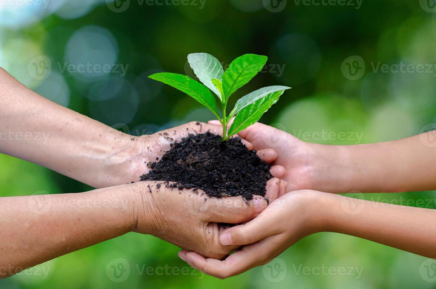 adultos bebé mano árbol medio ambiente día de la tierra en manos de árboles que cultivan plántulas. Bokeh de fondo verde mano femenina sosteniendo el árbol en el campo de la naturaleza concepto de conservación de bosques de hierba foto