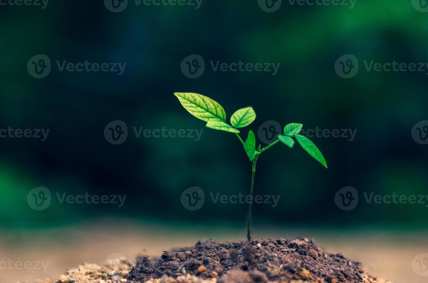 Planting seedlings young plant in the morning light on nature background photo