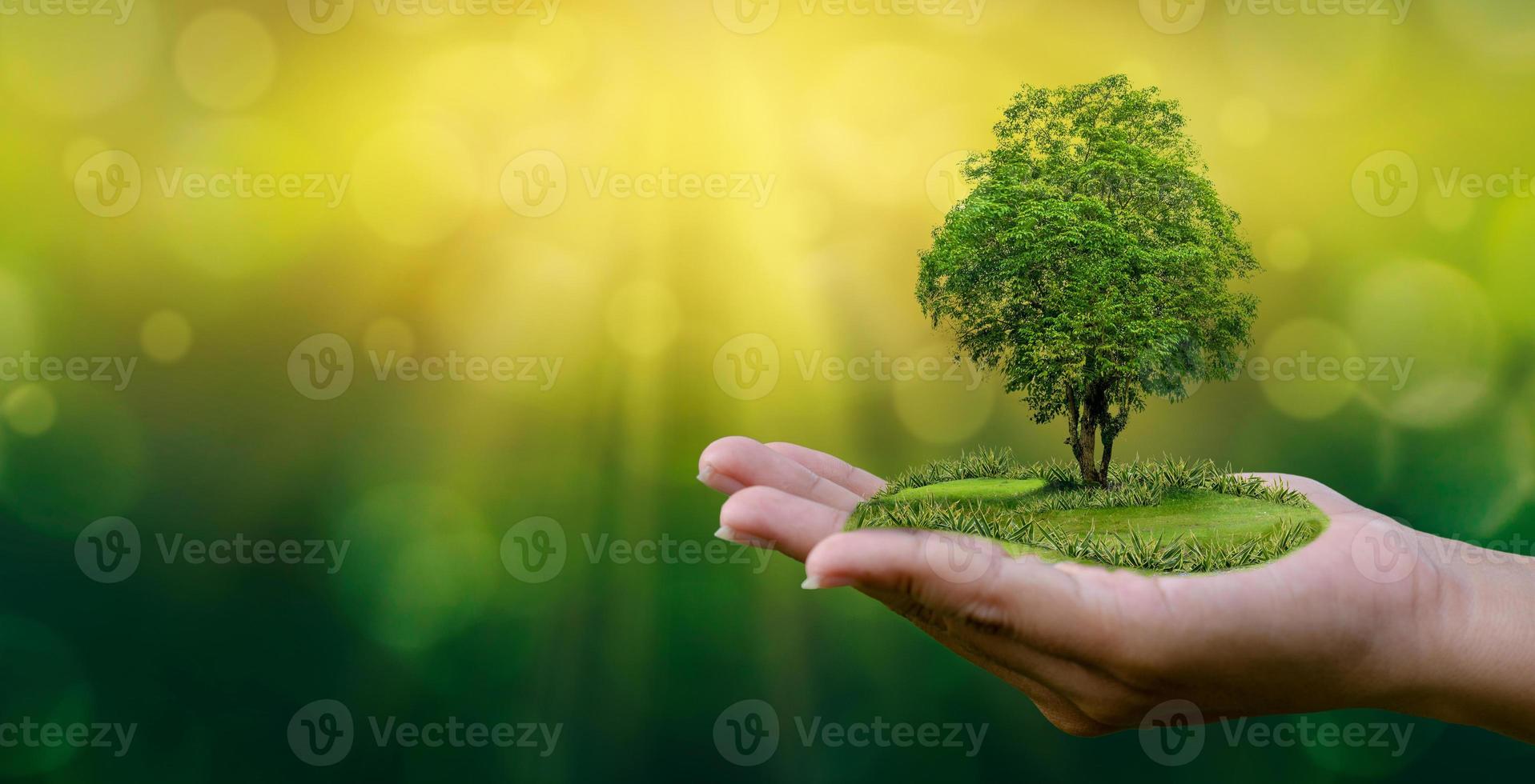 medio ambiente día de la tierra en manos de árboles que cultivan plántulas. Bokeh de fondo verde mano femenina sosteniendo el árbol en el campo de la naturaleza concepto de conservación de bosques de hierba foto