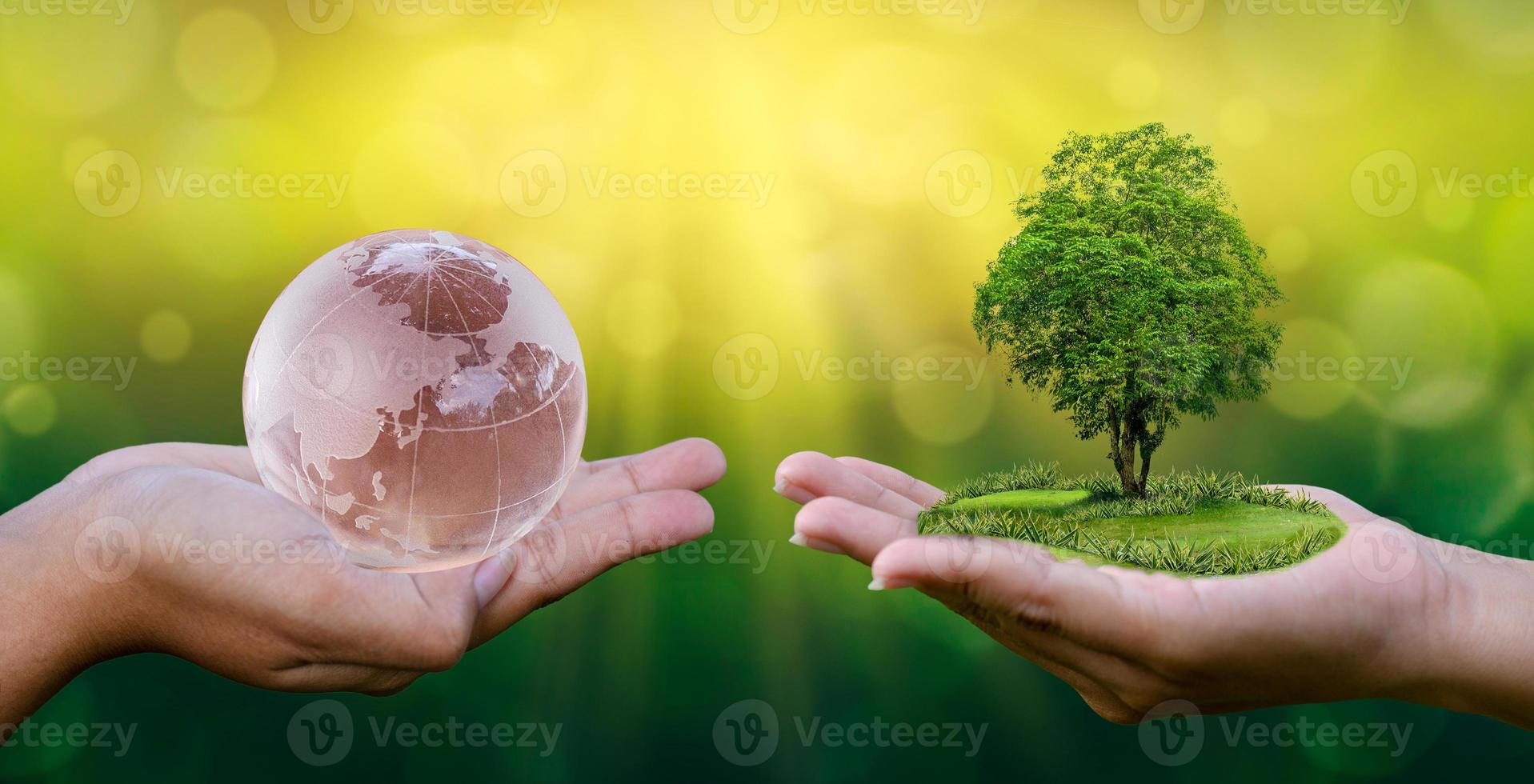 concepto salvar el mundo salvar el medio ambiente el mundo está en manos del fondo verde bokeh en manos de árboles que crecen plántulas. Bokeh de fondo verde mano femenina sosteniendo el árbol en el campo de la naturaleza concepto de conservación de bosques de hierba foto